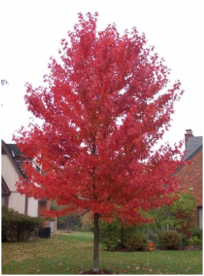 tree-1